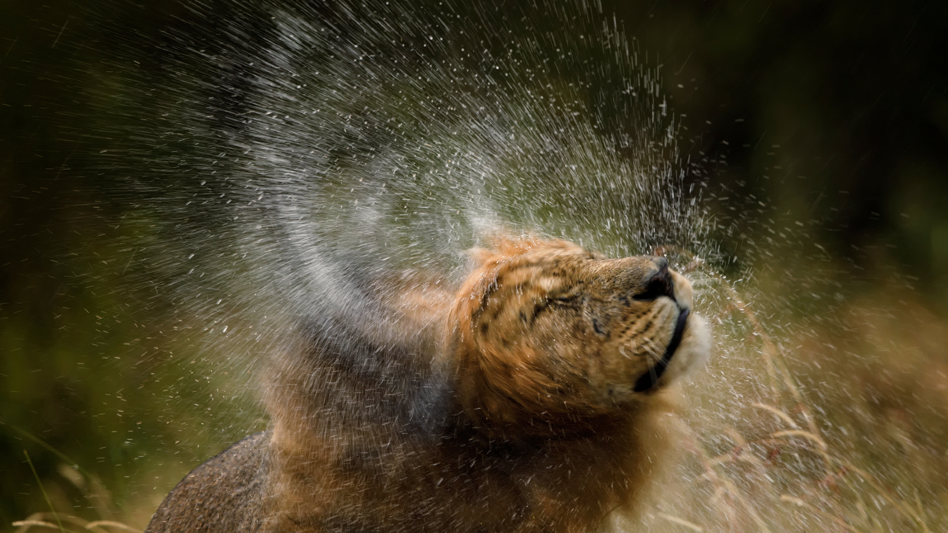 A golden colored lion is caught in the middle of shaking its head as arcs of water spray out from its head.