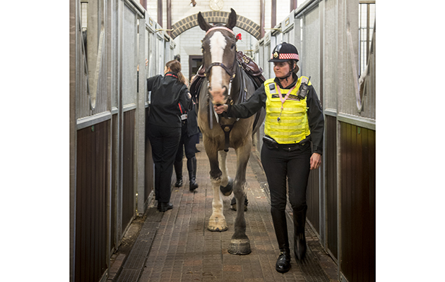 Ready for the job: every day is different and the horses don’t just pound the square mile. Their work can include public disorder situations, as well as engaging with the local community
