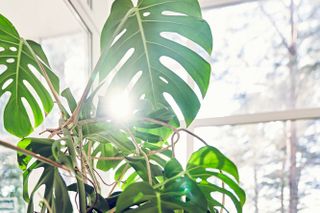 The close-up leaves of a tropical plant shot with natural sunlight