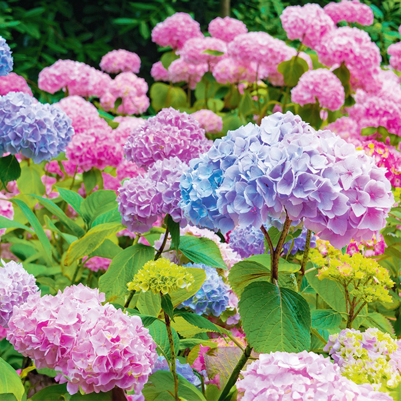 Beautiful hydrangea flowers in garden, showing shades of blue, purple, and pink