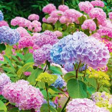 Beautiful hydrangea flowers in garden, showing shades of blue, purple, and pink