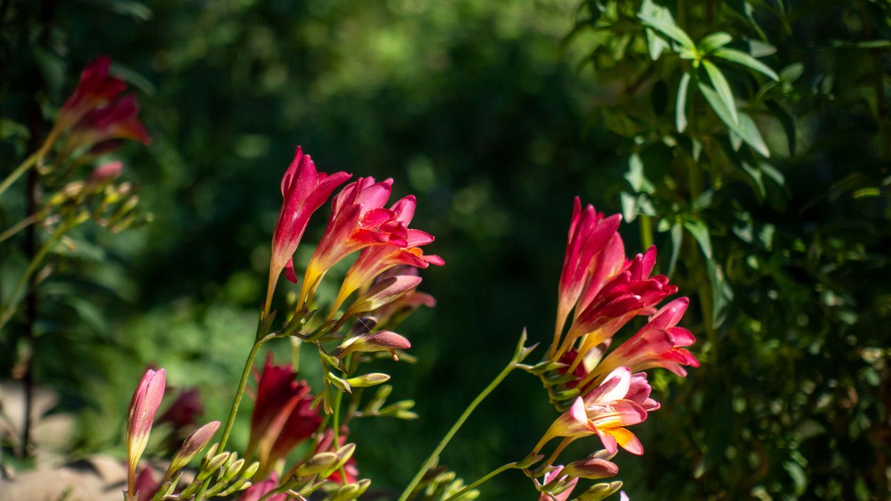 Close up of red freesia flowers on blurred background