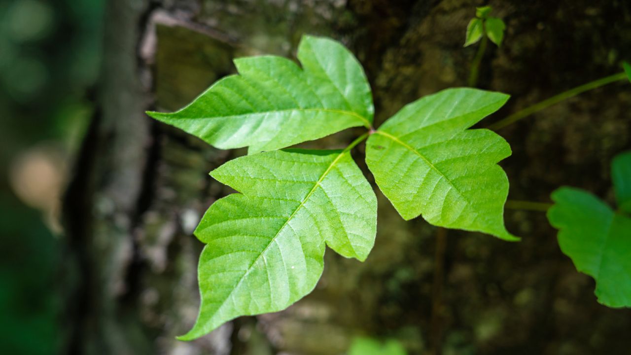 Closeup of poison ivy leaves