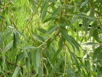 Pink Willow Tree Guide: 9 Surprising Facts About Dappled Willow