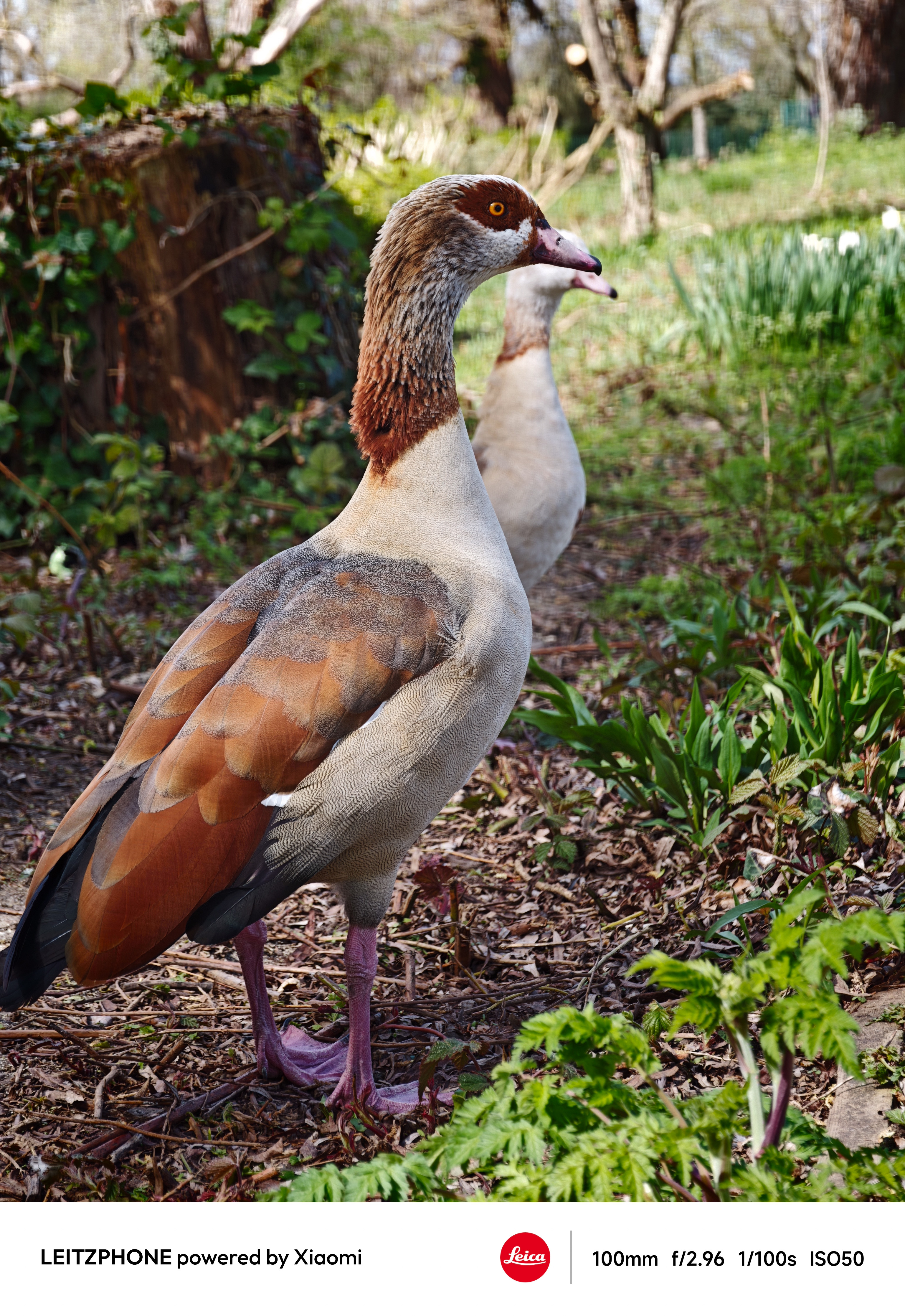 Egyptian goose standing in a garden with another goose behind it