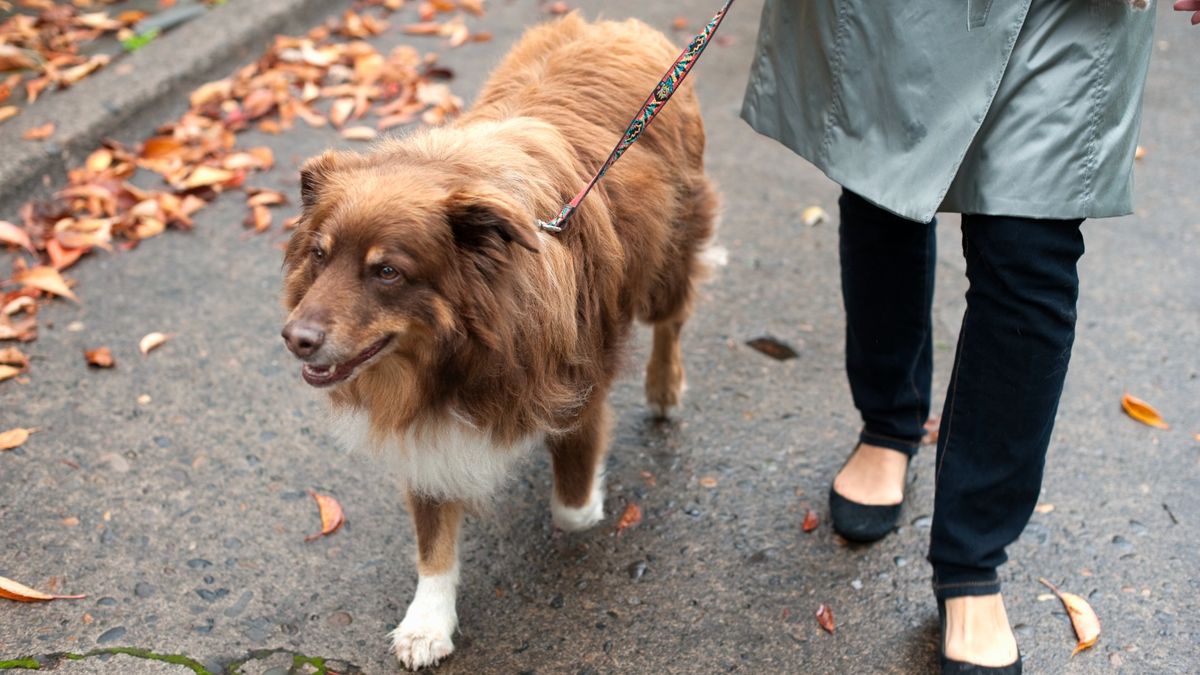 Woman taking her dog for a walk on a fall day