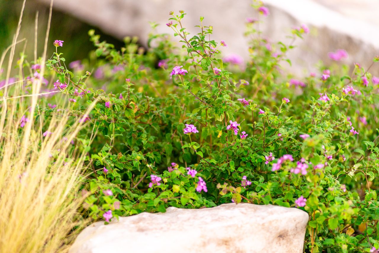 Plants that like full sun and heat | Livingetc