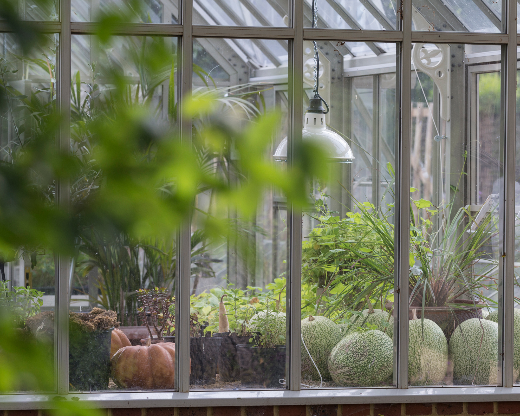 Greenhouse with vegetables