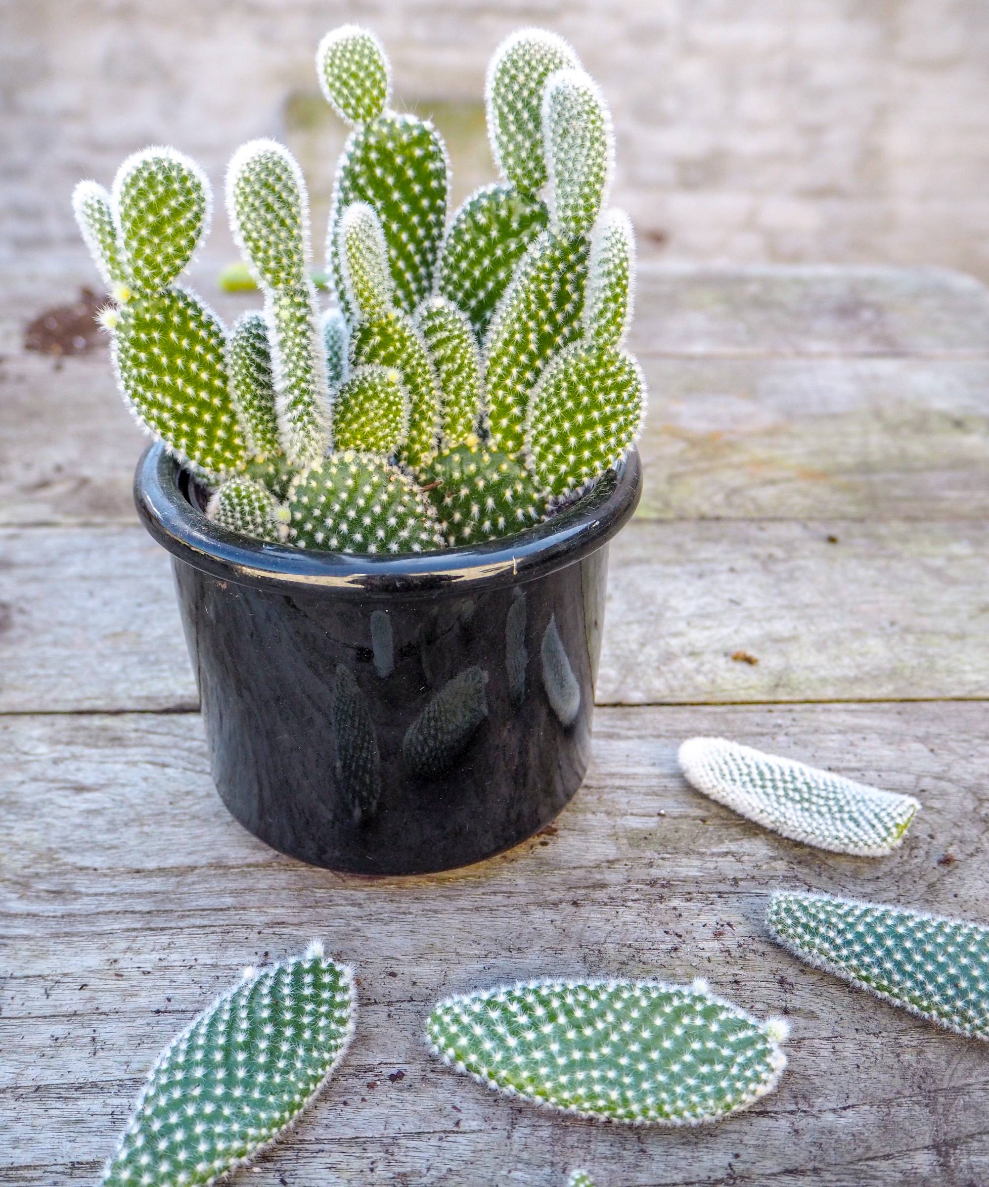 Bunny ear cactus propagation