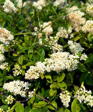 A close-up shot of a privet bush with green leaves and small white flowers blooming from it