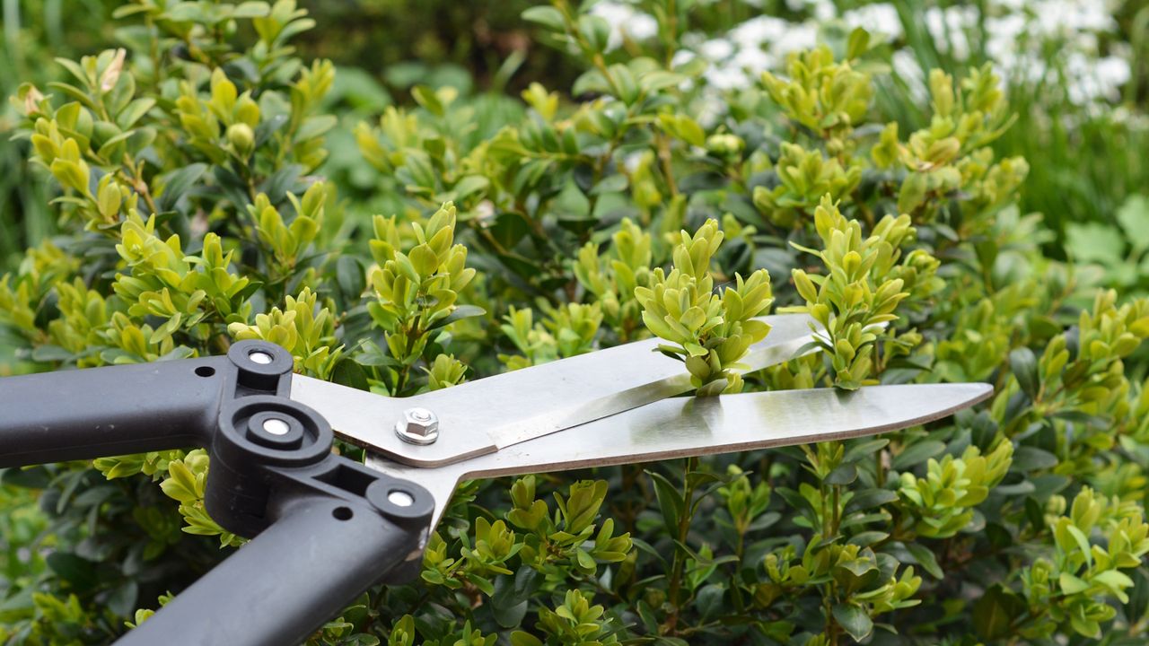 Pruning shears clipping box hedging during spring