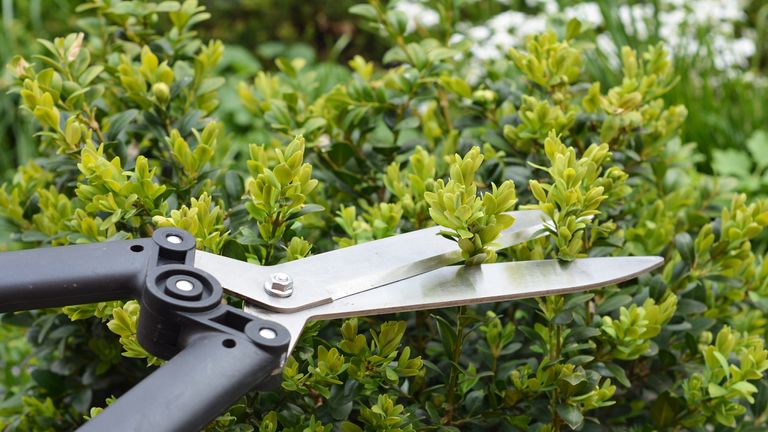 When to prune shrubs: expert tips to trim at the right time | Homes and ...