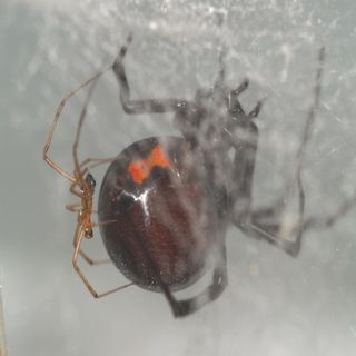 Black Widow Spiders May Have Met Their Match Brown Widows Live Science