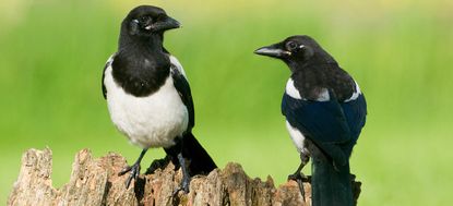 A pair of magpies