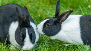 Two black and white rabbits sitting on the grass