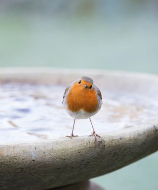 Robin on a frozen bird bath on a cold frosty morning
