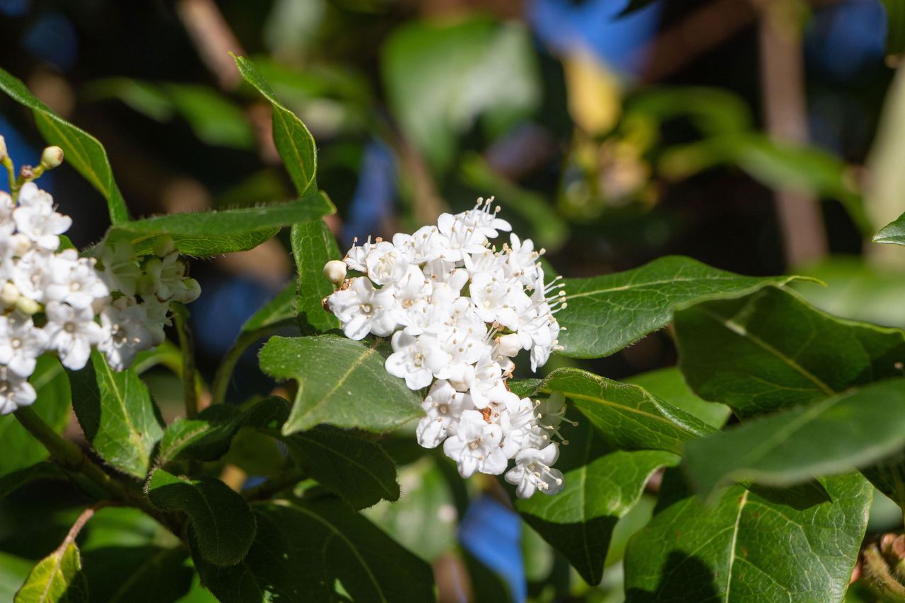 Japanese privet tree close up