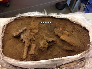 One of the major finds from 2016 at Borgring was a Viking-age toolbox, which was discovered in the remains of the eastern gatehouse. The wooden box had rotted away, but the collection of iron tools that it held remained in place.