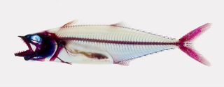 Madagascar cichlid DO NOT REPUBLISH