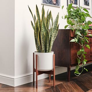 Patch Plants Susie the Sanservieria snake plant in white pot on wooden stand next to another house plant