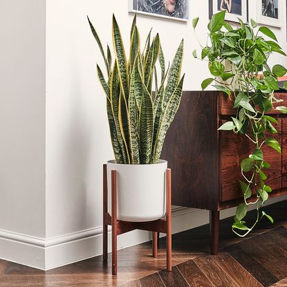 Best house plants – our top picks for low light, clean air, bathrooms ...