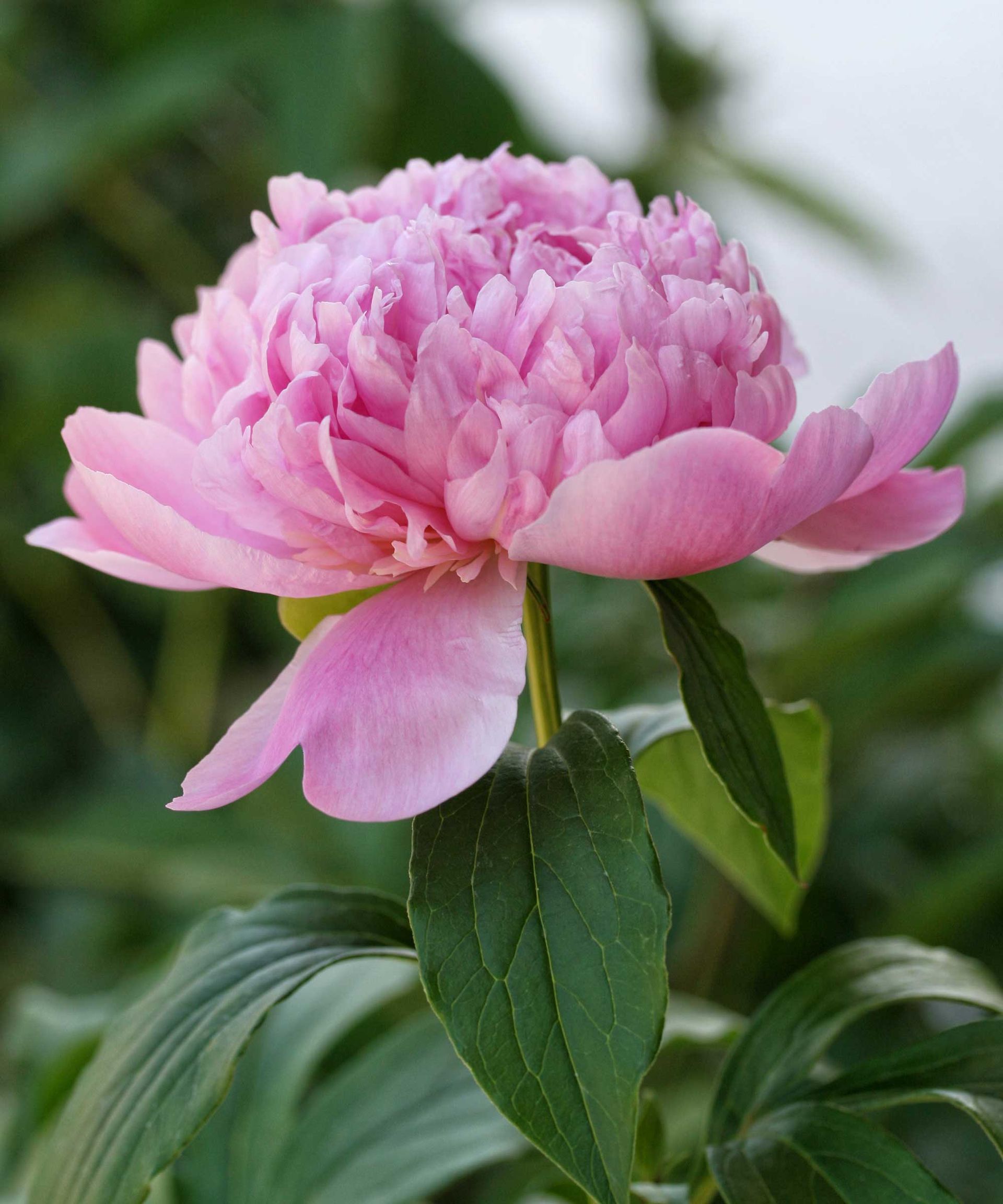 Why are my peonies not blooming? 5 problems and solutions Gardeningetc