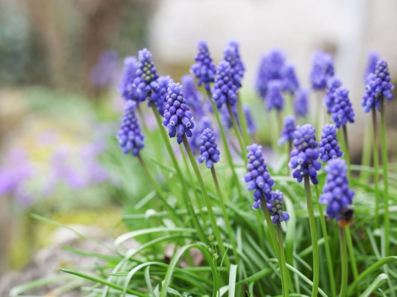 Purple Grape Hyacinths