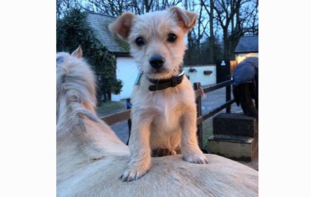 &ldquo;This is the notorious Ted The Shred sitting very happily whilst waiting for all the horses to be fed.&rdquo; &mdash; Amanda Stewart