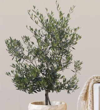 indoor olive tree 