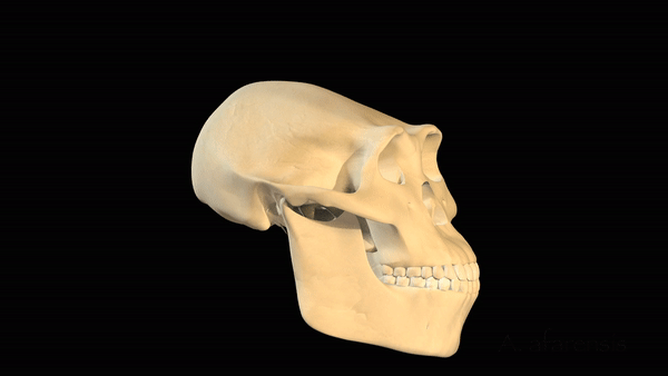 Hominin skull shape animation gif.