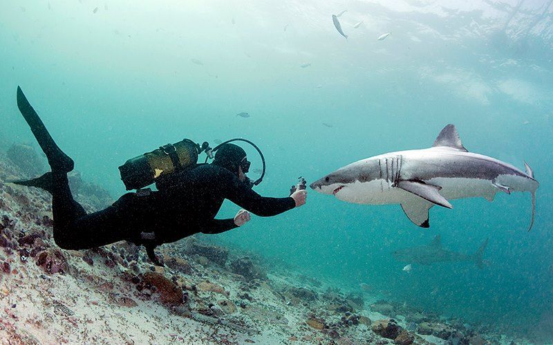 In Photos: Great White Sharks Attack | Live Science