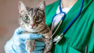 Cat being held by vet