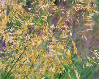 Stipa gigantea ‘Gold Fontaene’