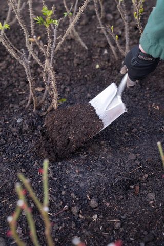 adding mulch to roses