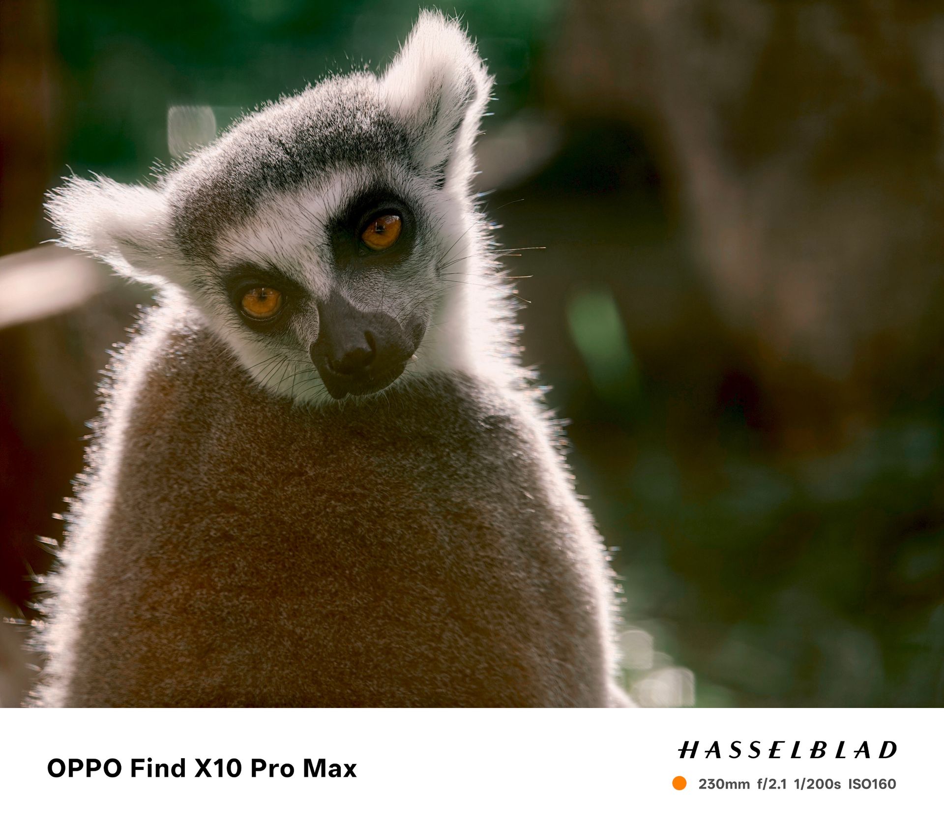Photo taken on the Oppo Find X10 Pro Max with teleconverter