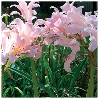 A patch of pink spider lily flowers