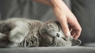Owner petting grey cat lying down