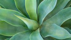 Agave