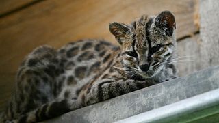 A Tilcayo tiger cat (Leopardus tilcayo) is seen at the Senda Verde wildlife sanctuary in Bolivia's Yungas region, near Coroico, Bolivia, on September 22, 2026.