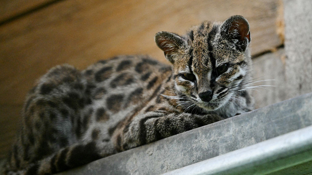 A Tilcayo tiger cat (Leopardus tilcayo) is seen at the Senda Verde wildlife sanctuary in Bolivia's Yungas region, near Coroico, Bolivia, on September 22, 2026.