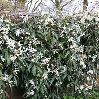 Evergreen clematis