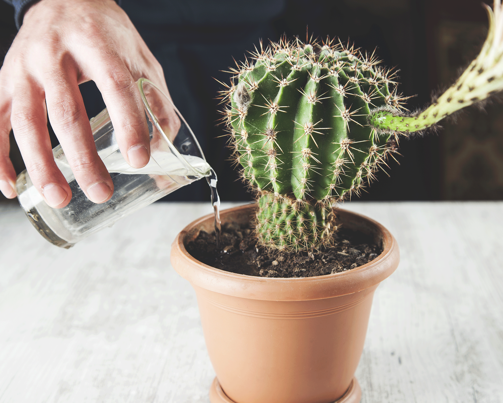 small pot with cactus and man watering it from glass