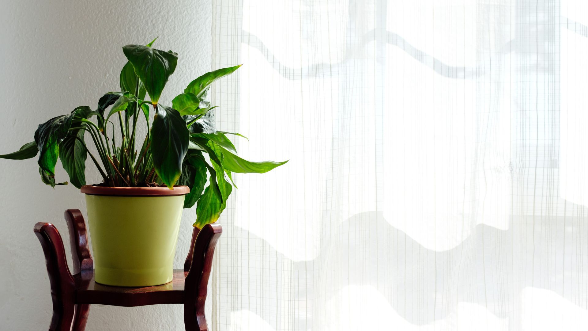 Peace lily plant on top a table in front of a window with a mesh curtain