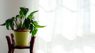 Peace lily plant on top a table in front of a window with a mesh curtain