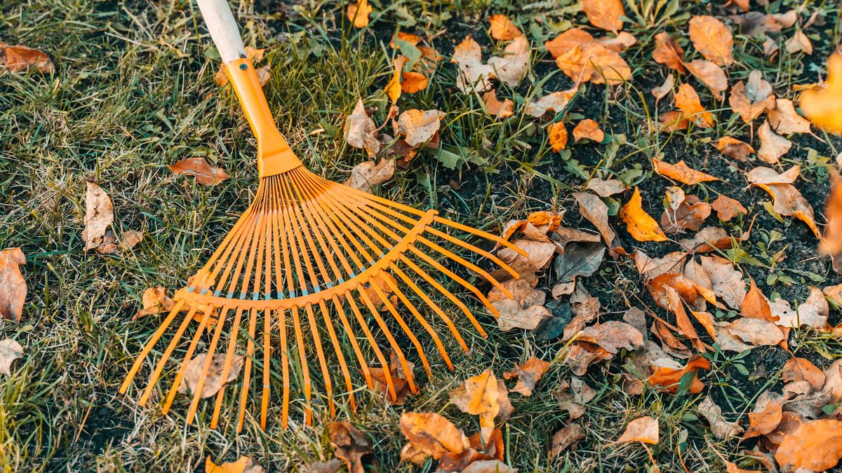 Garden Mythbusters: Will Leaves Left on the Lawn Always Smother and Kill Your Grass?
