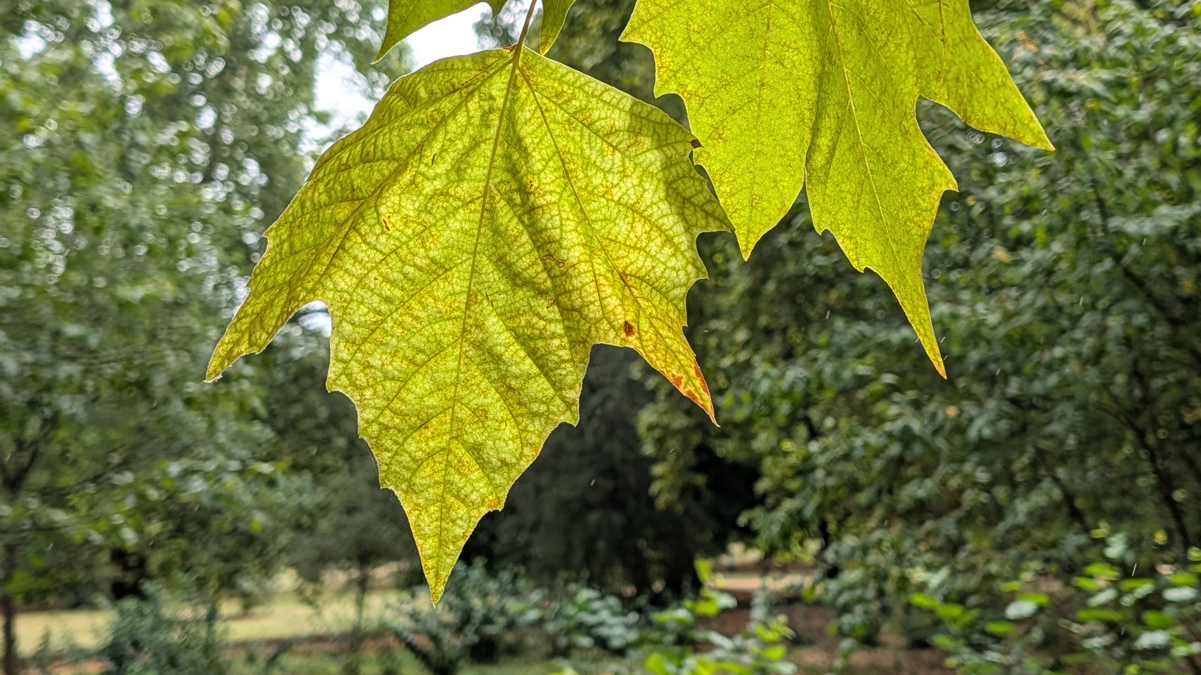 Google Pixel 10 Pro XL review – camera images