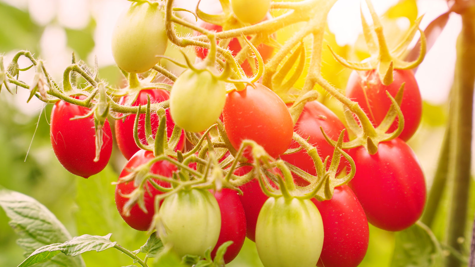 tomatoes growing in sunshine with ripening fruits