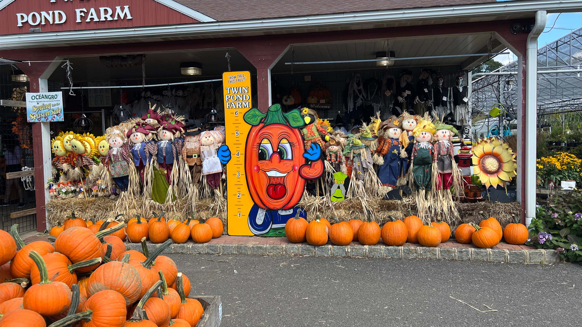 pumpkin stall