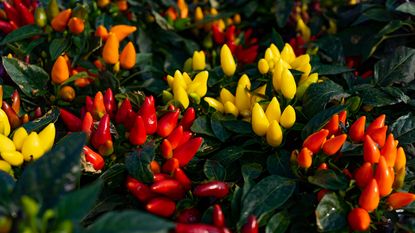 A group of ornamental peppers in yellow and red colors