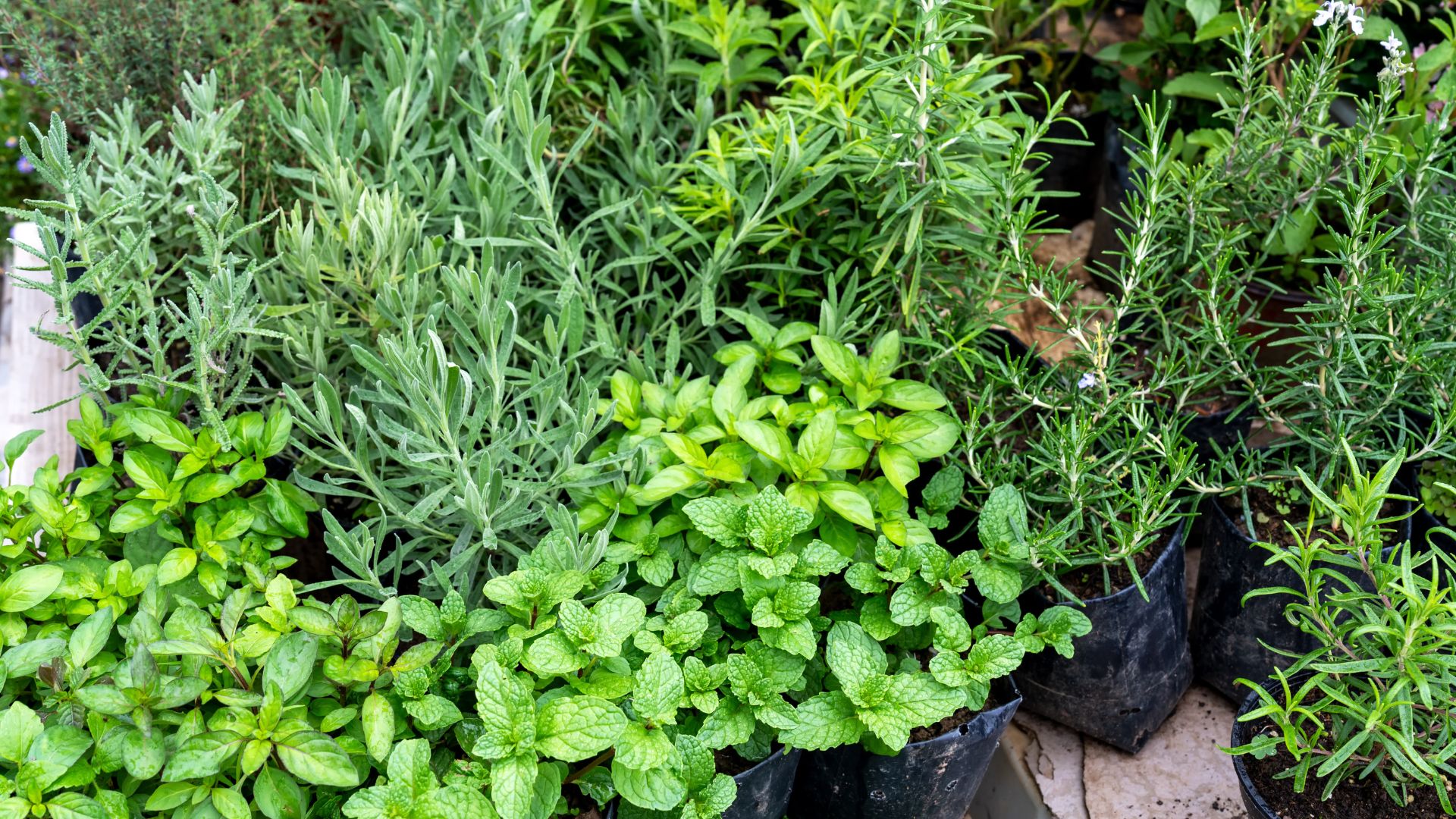 picture of different edibles herbs in pots in garden